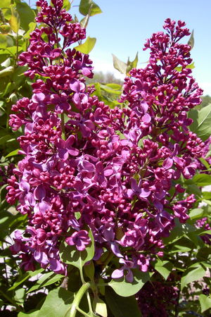 Monge Lilac