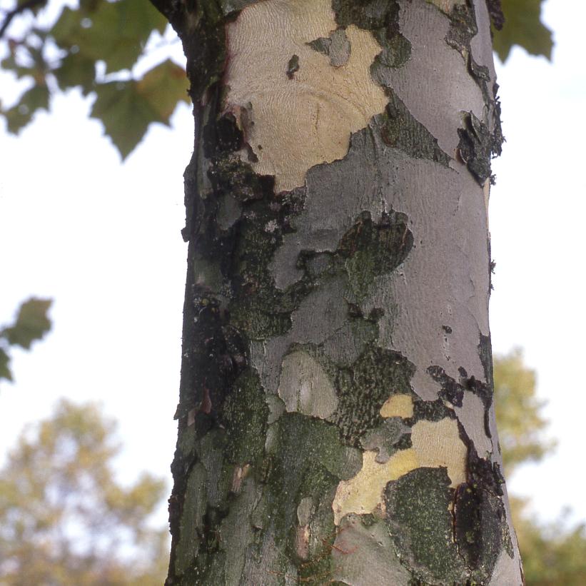 London Plane Tree