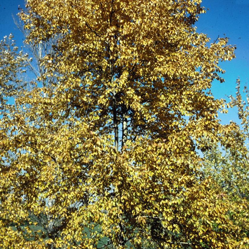 Balsam Poplar, Cottonwood