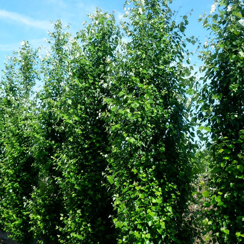 Tower Poplar