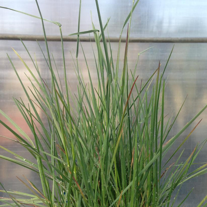 Prairie June Grass, Crested Hair Grass