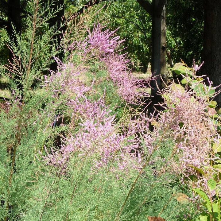Summer Glow Tamarisk