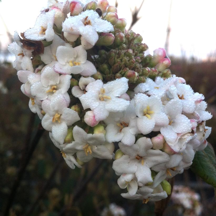 Burkwood Viburnum