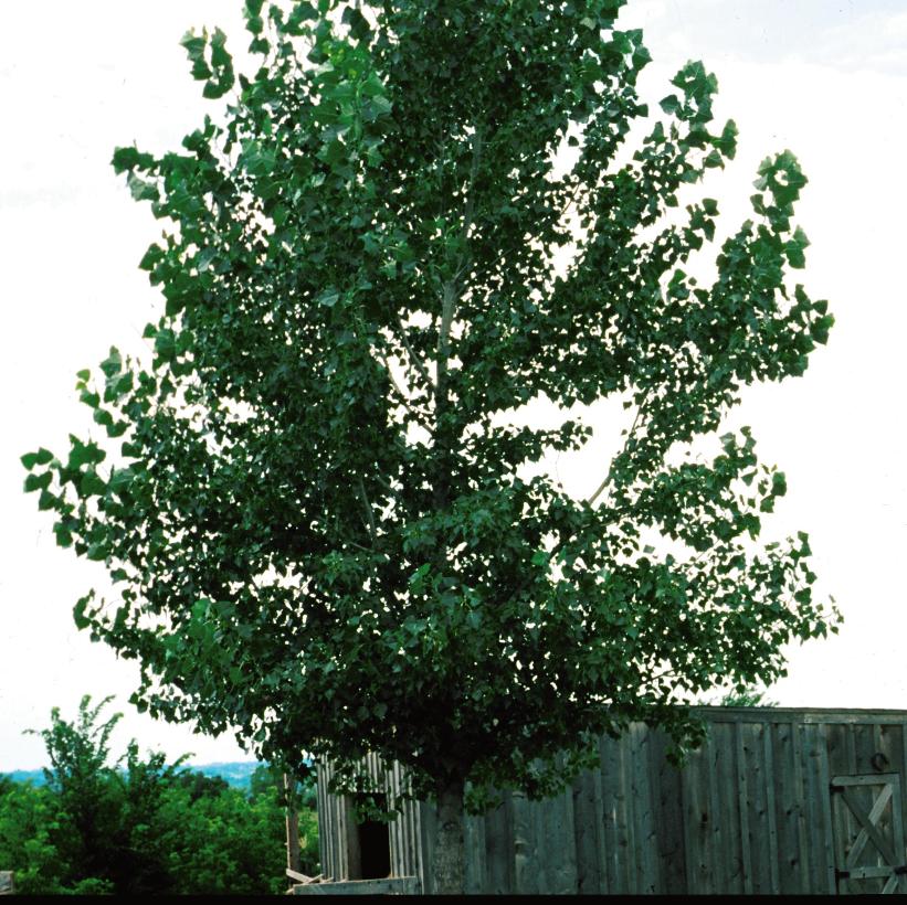 Trembling Aspen, Quaking Aspen