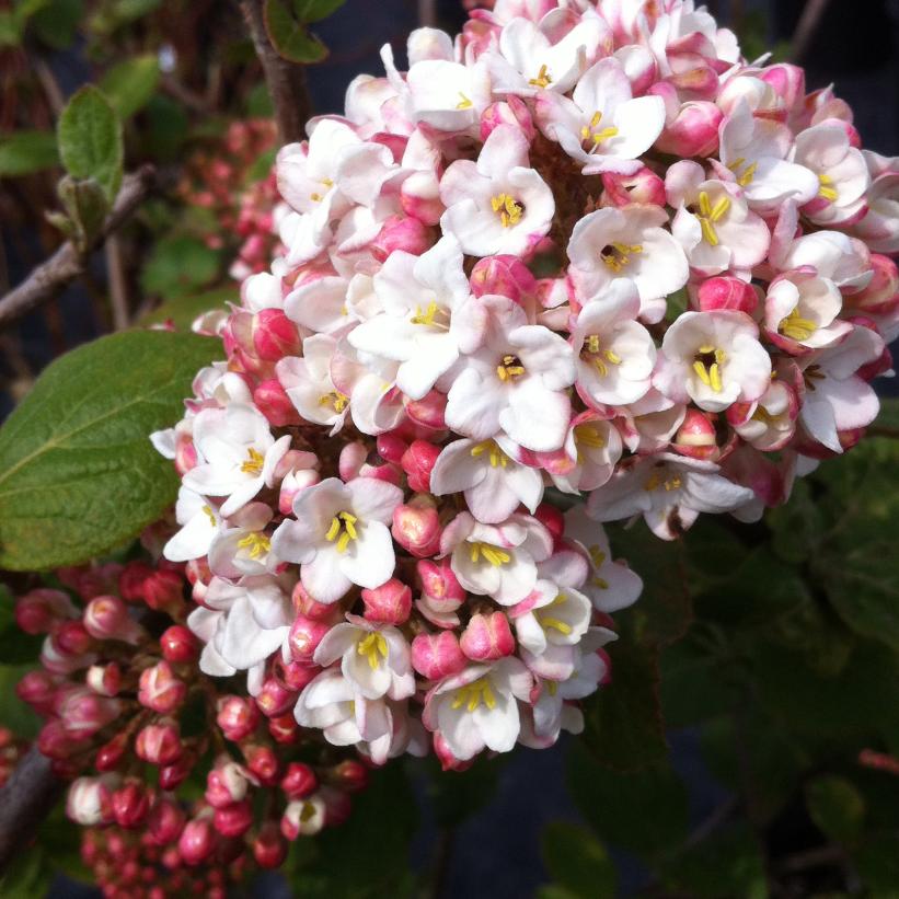 Fragrant Snowball