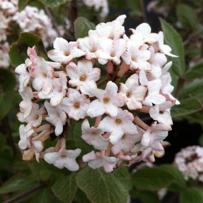 Juddii Viburnum