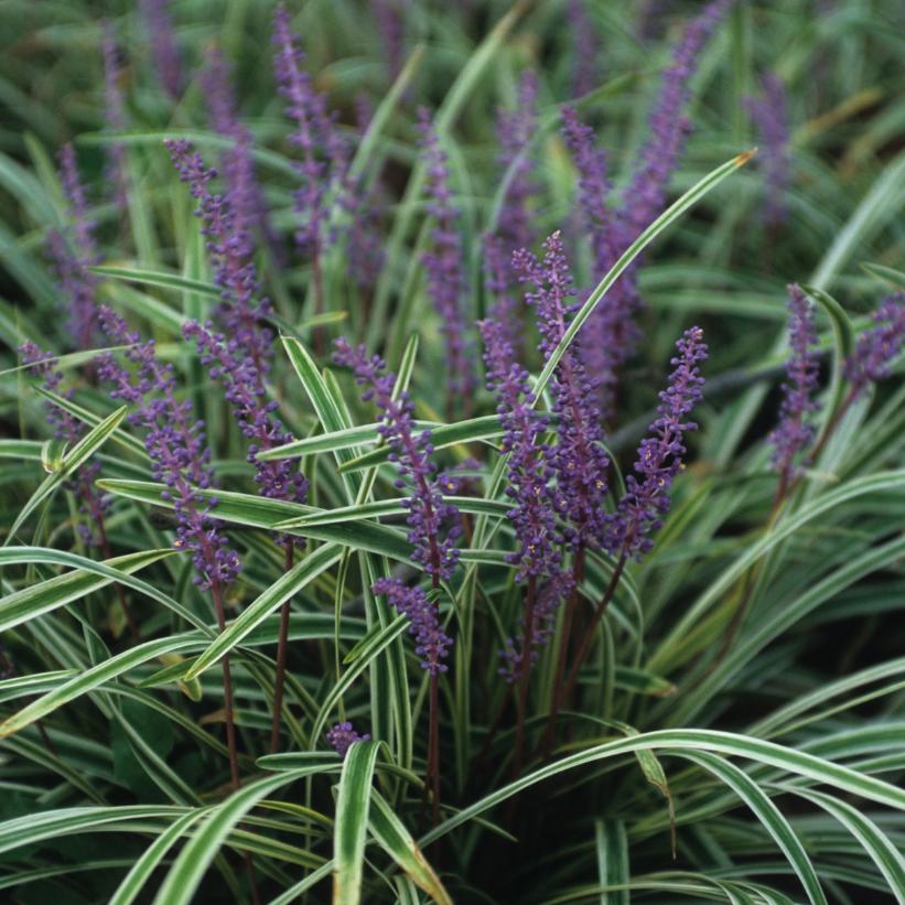 Variegated Lily Turf