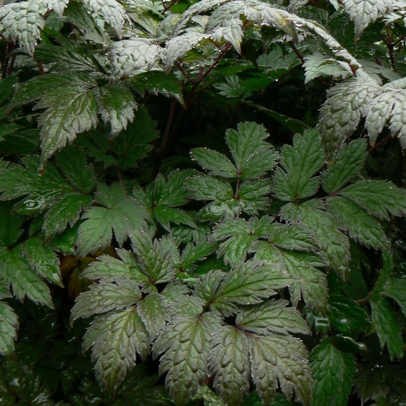 Brunette Purple-leaf Bugbane, Black Bugbane