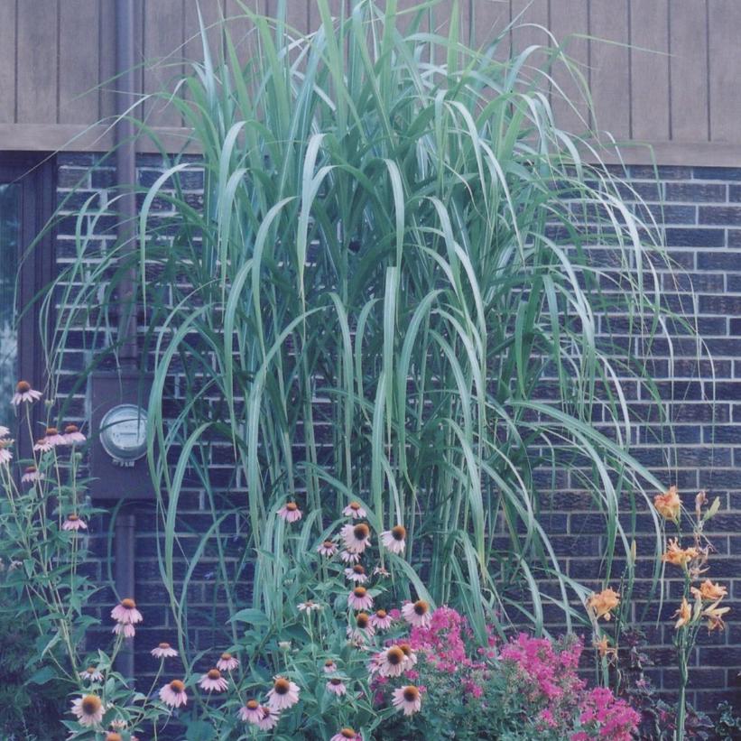 Giganteus Giant Miscanthus