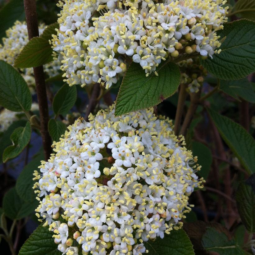Mohican Viburnum