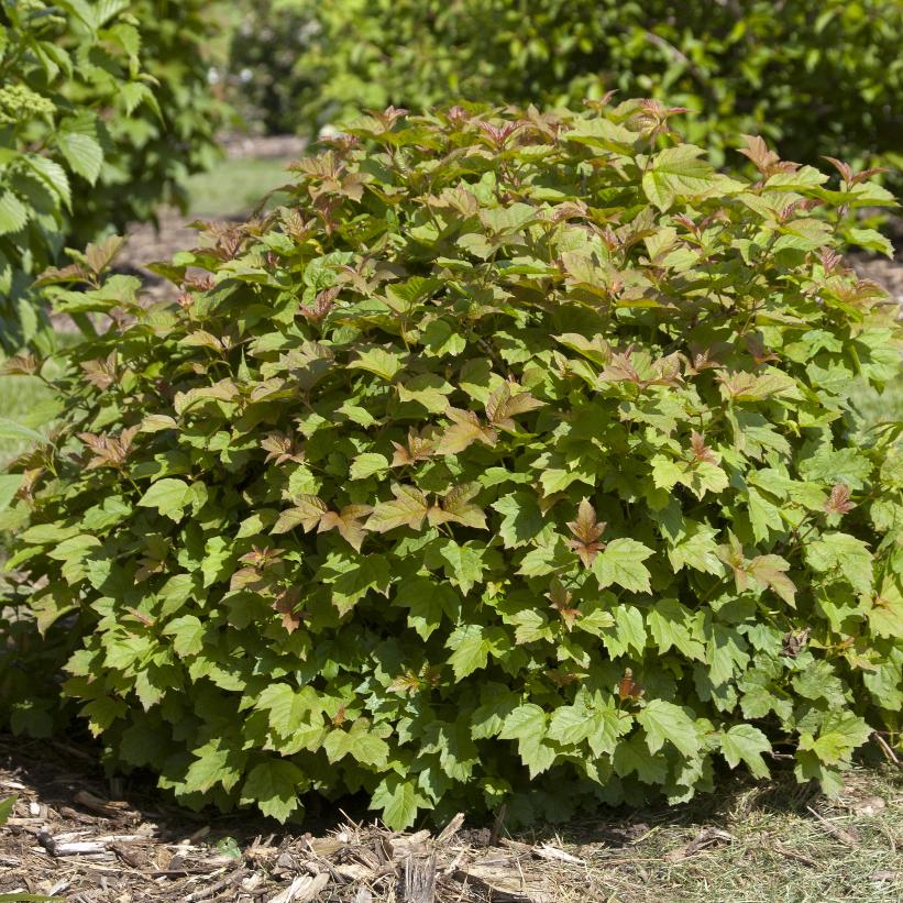 Compactum Dwarf European Cranberry