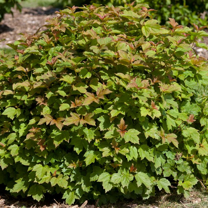 Nanum Dwarf European Cranberry