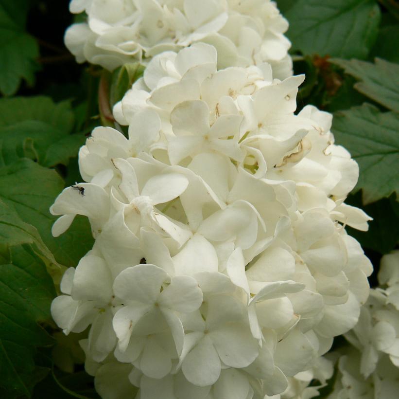 European Snowball