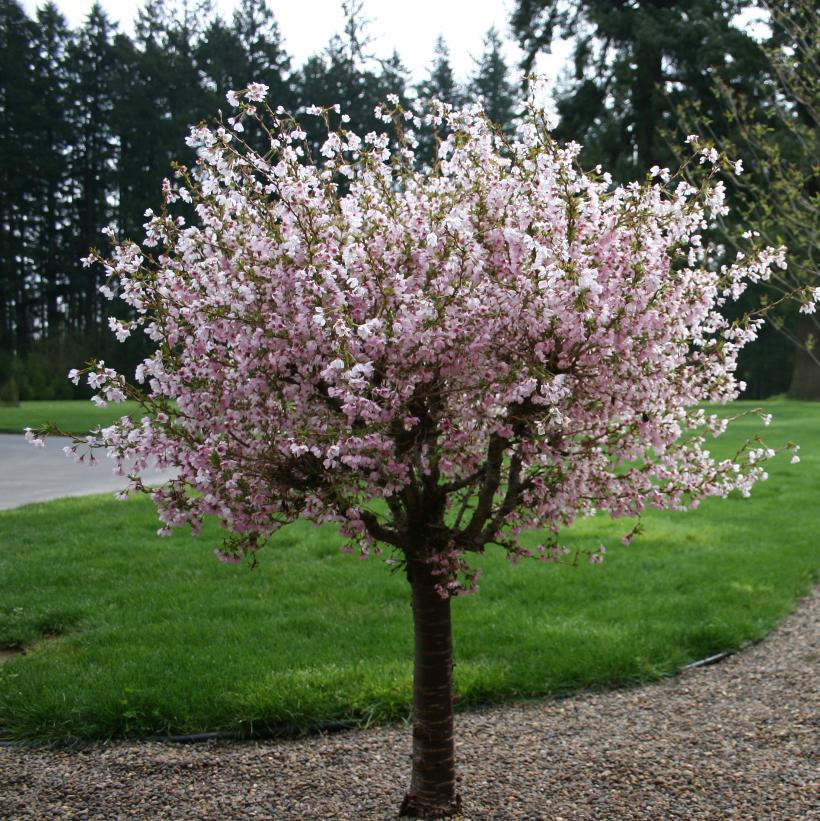 Little Twist® Flowering Cherry