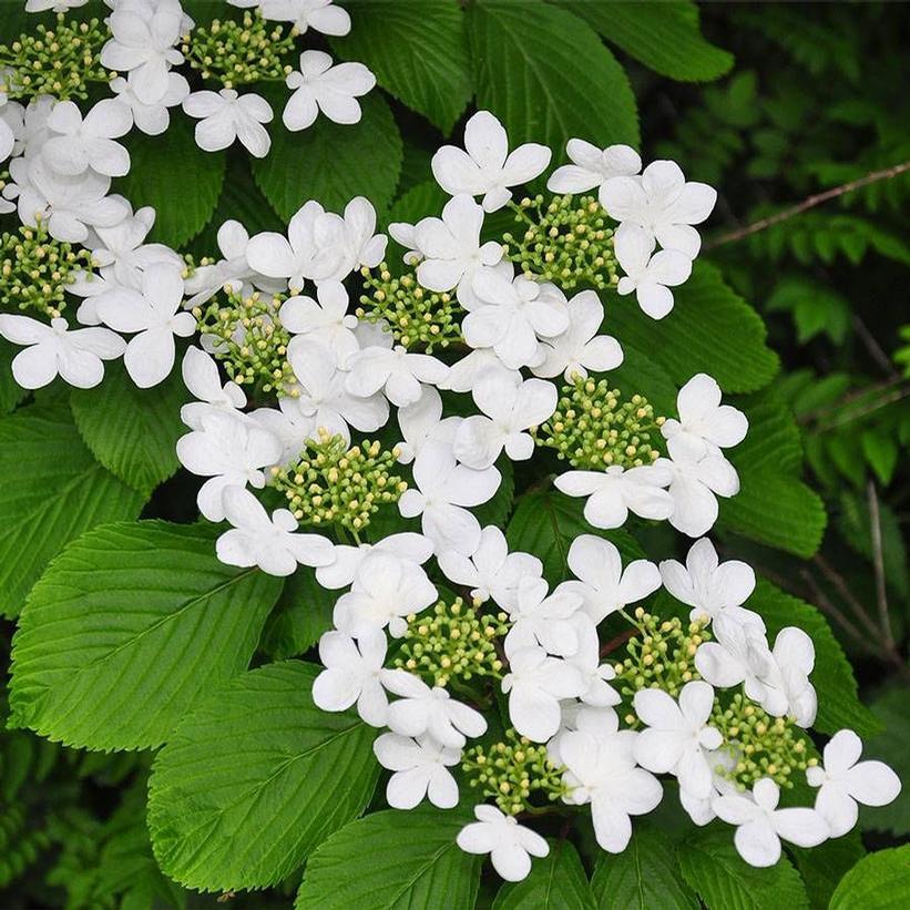 Shasta Doublefile Viburnum
