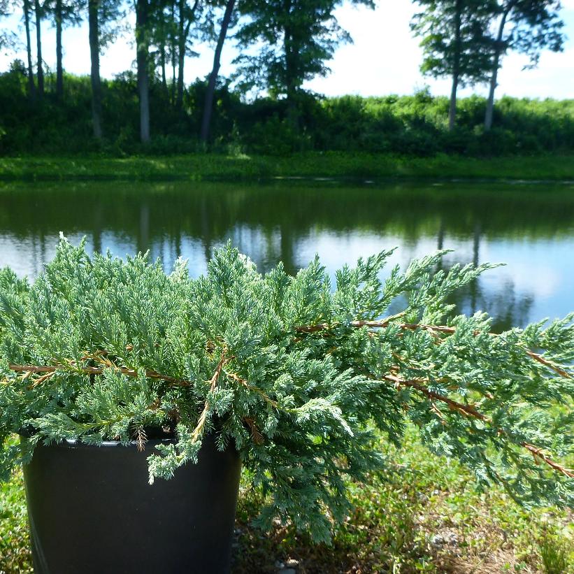 Blue Carpet Juniper