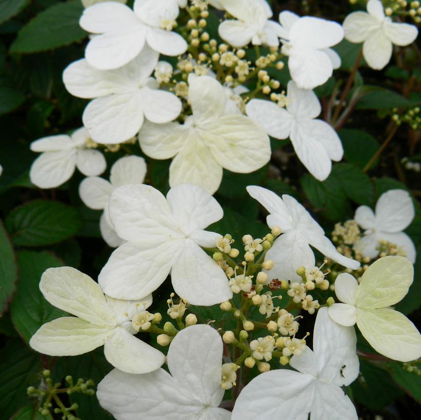 Summer Snowflake Viburnum