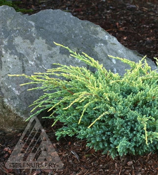 Holger Juniper