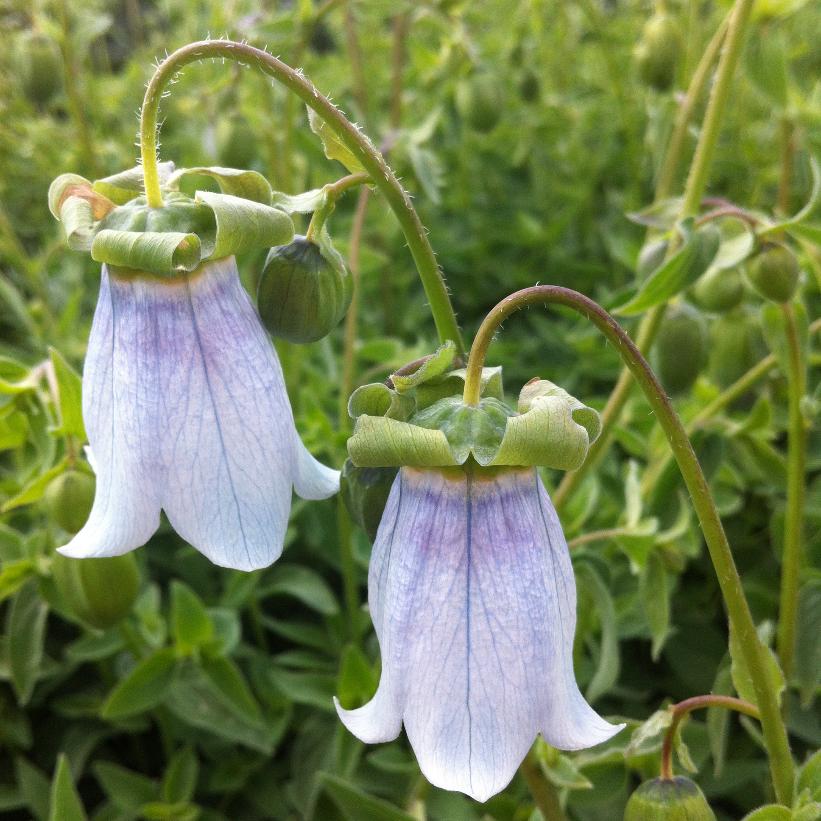 Bonnet Bellflower