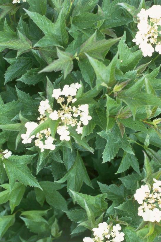 Dwarf American Cranberry - Viburnum trilobum &