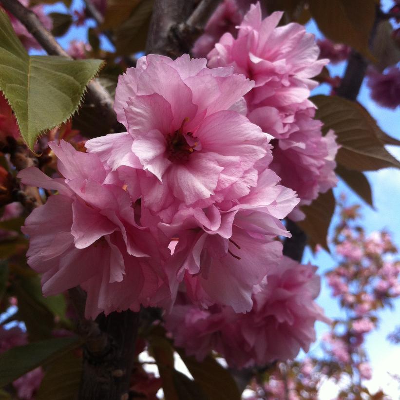 Kwanzan Flowering Cherry