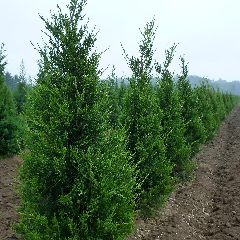 Fairview Juniper
