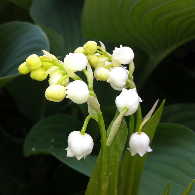 Lily of the Valley, May Lily, Mugget, Mayflower