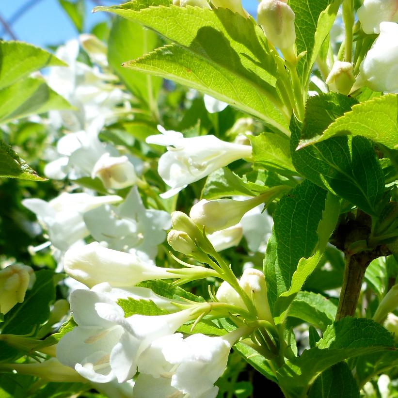 Bristol Snowflake Weigela