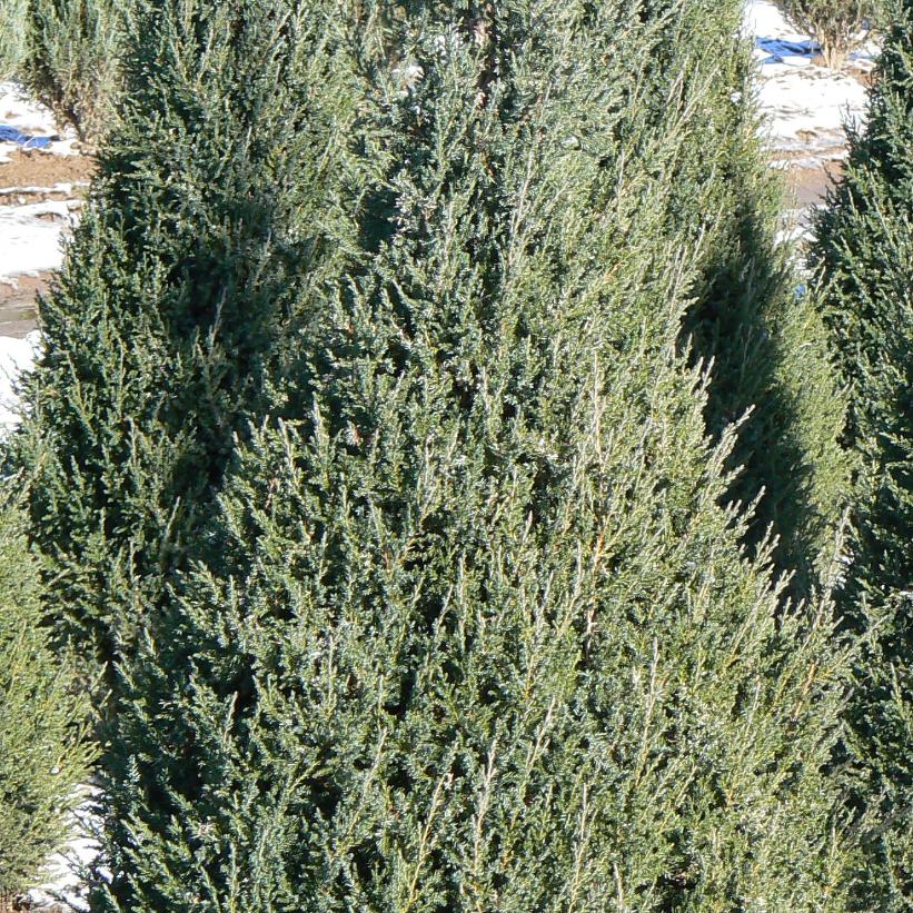 Mountbatten Juniper