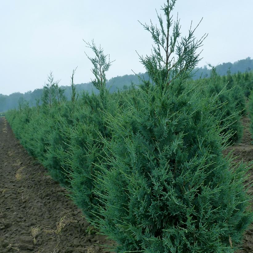 Wichita Blue Juniper
