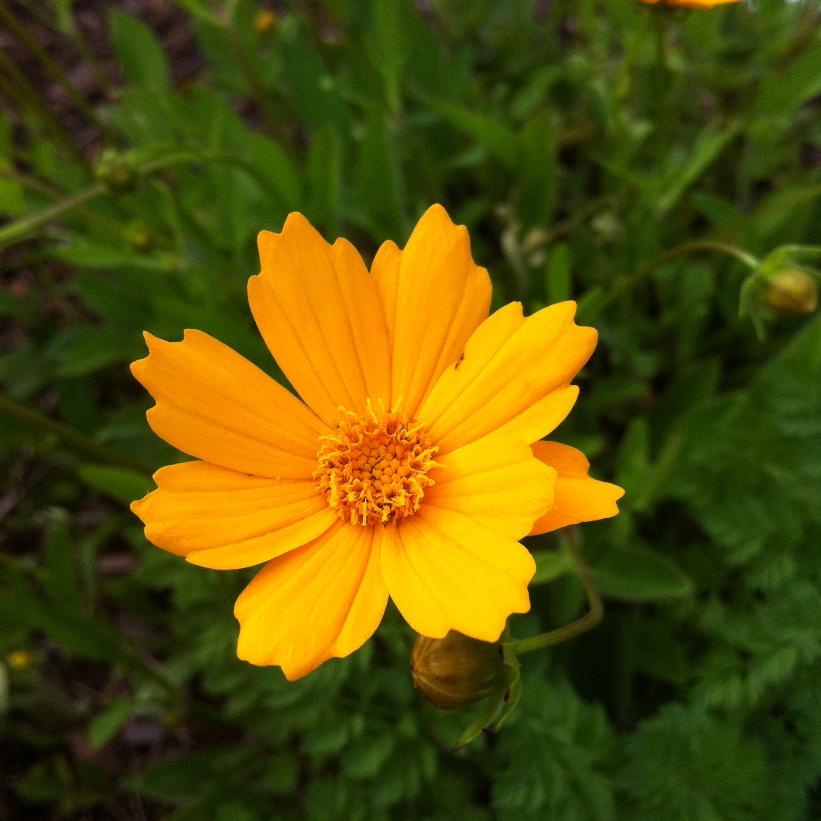Dwarf Tickseed, Ear-leaved tickseed - Coreopsis auriculata &