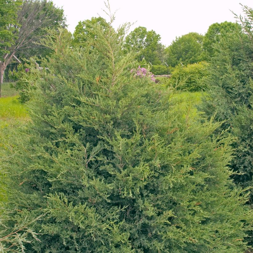 Eastern Red Cedar, Eastern Juniper/Pencil Cedar