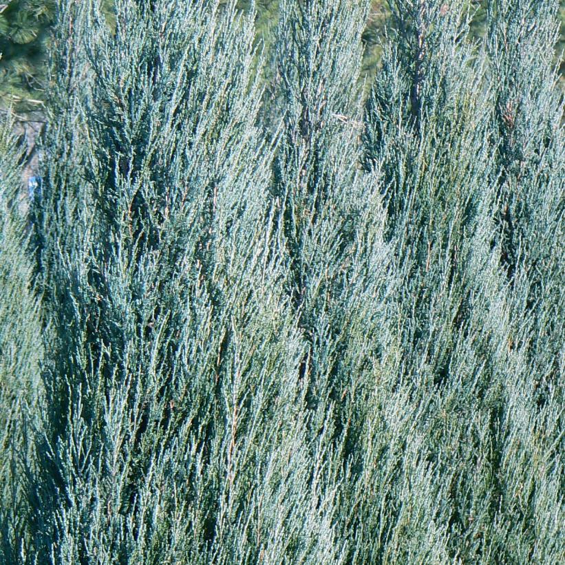 Blue Arrow Juniper, Colorado Red Cedar