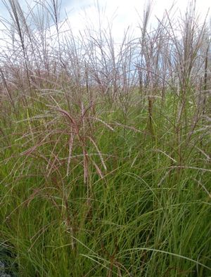 Gracillimus Maiden Grass