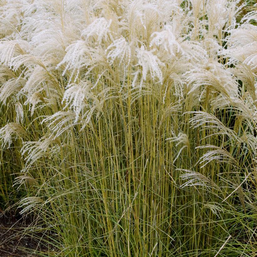 Kleine Fontaine Little Fountain Maiden Grass