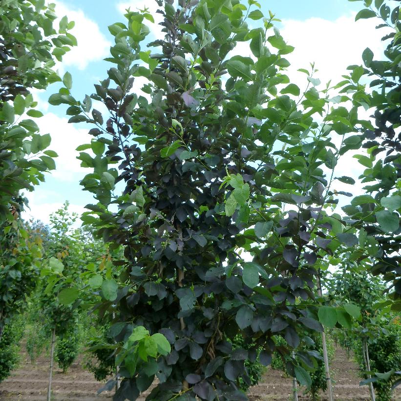 Schubert Chokecherry