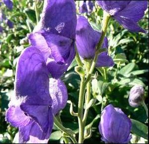 Monkshood