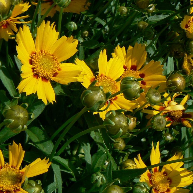 Lance-leaved Tickseed