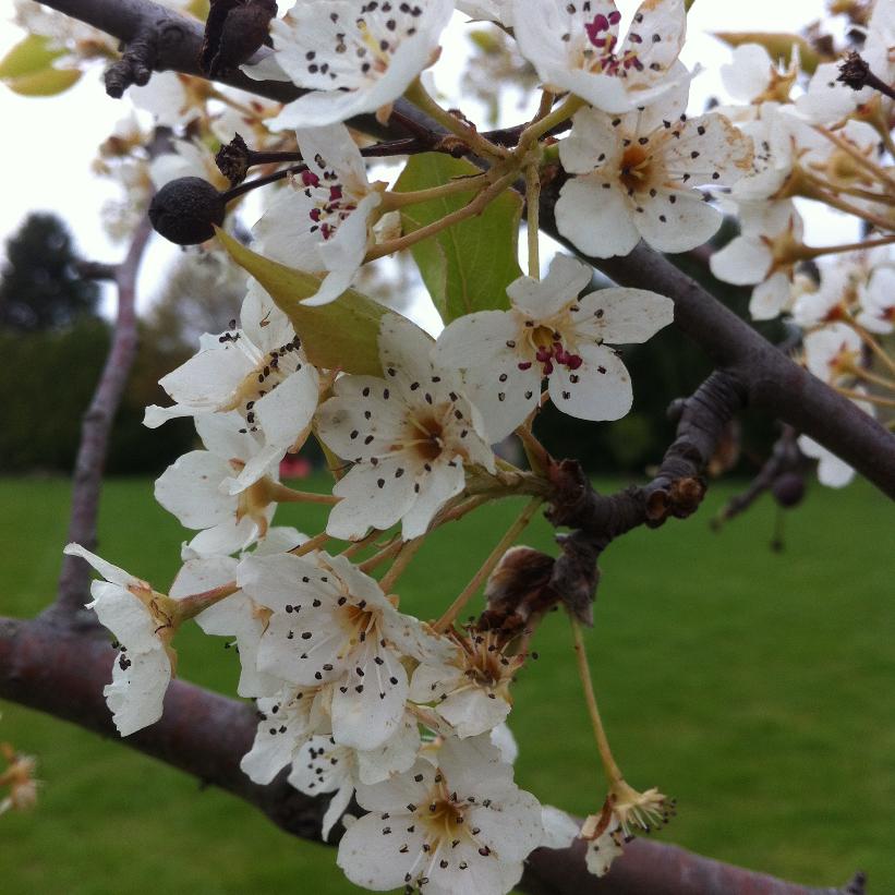 Aristocrat Ornamental Pear