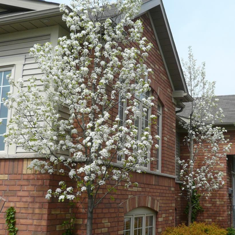 Capital Ornamental Pear