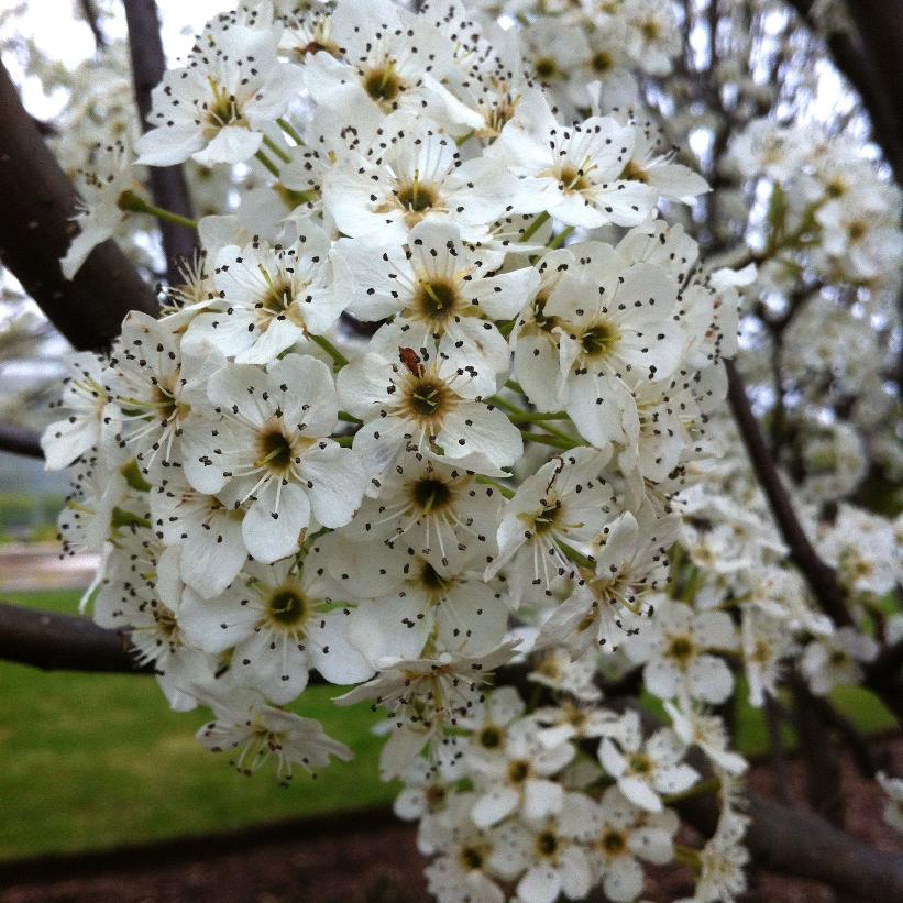 Redspire Ornamental Pear