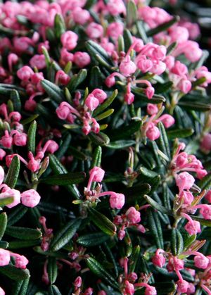 Blue Ice Bog Rosemary, Blue Ice Marsh Andromeda