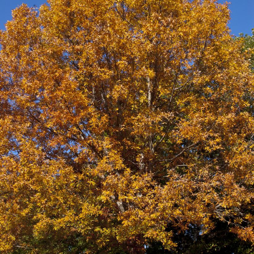 White Oak