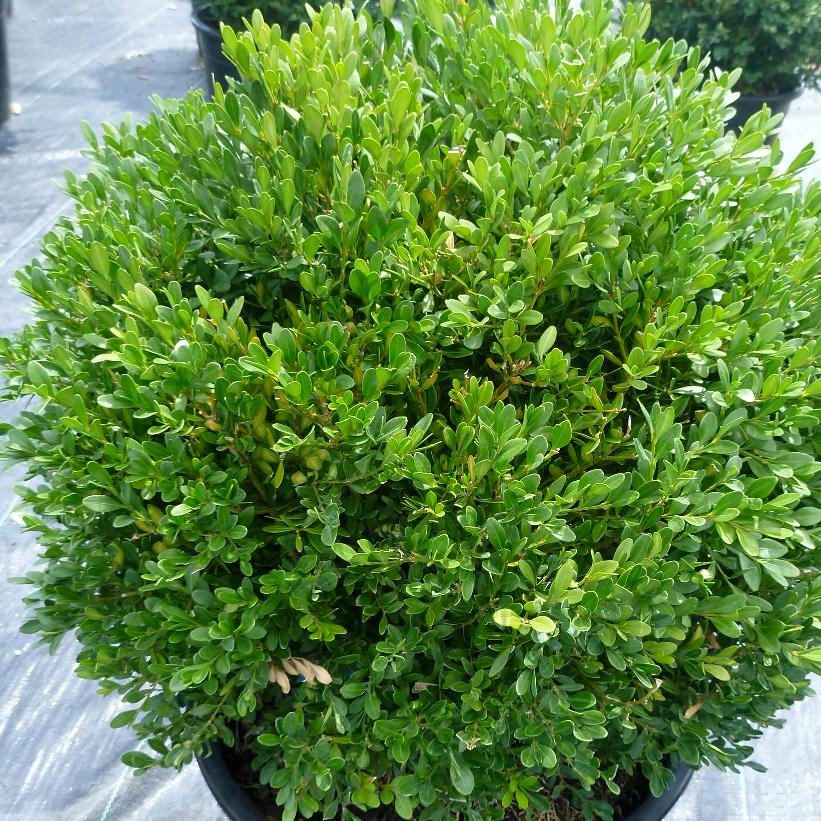 Green Gem Boxwood