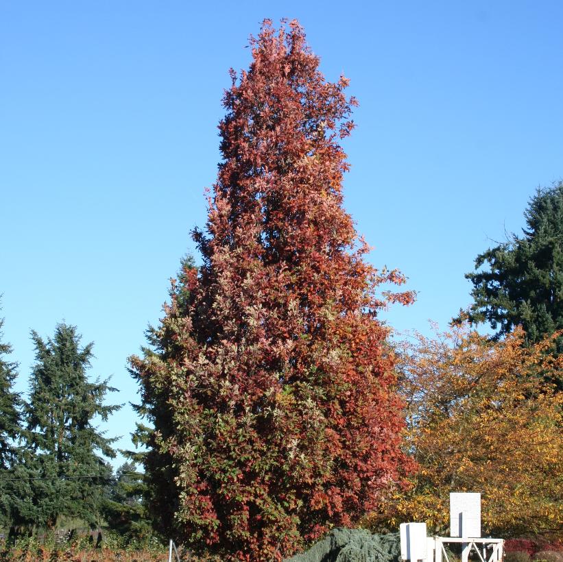 Crimson Spire™ Oak