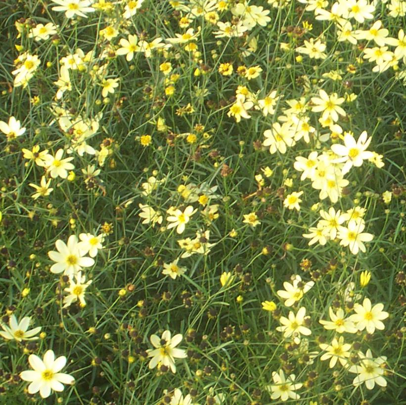Threadleaf Tickseed, Threadleaf Coreopsis
