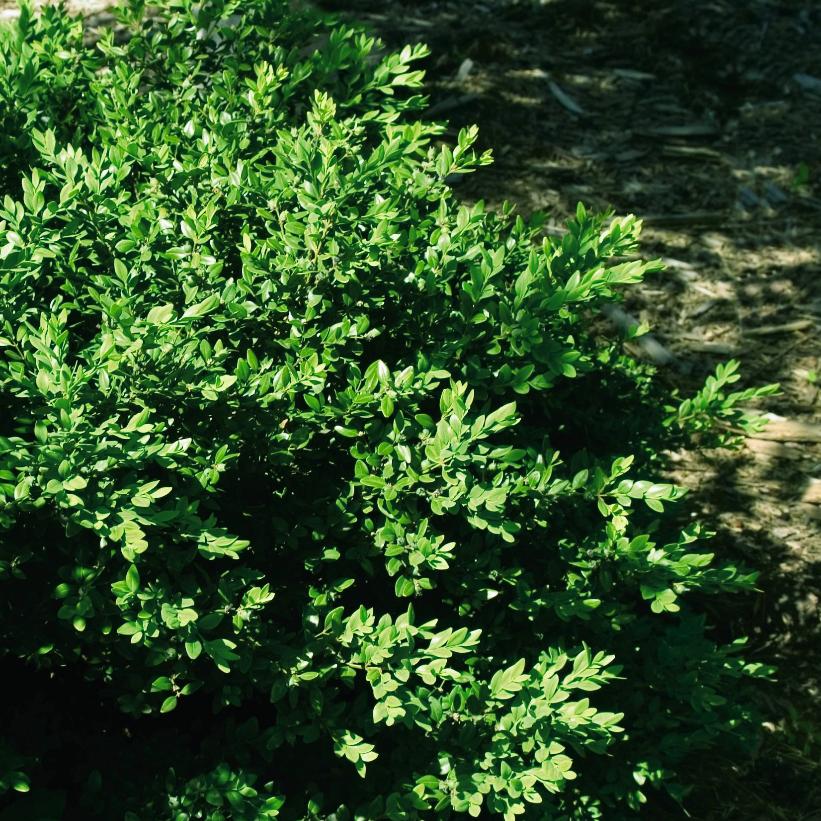 Green Velvet Boxwood