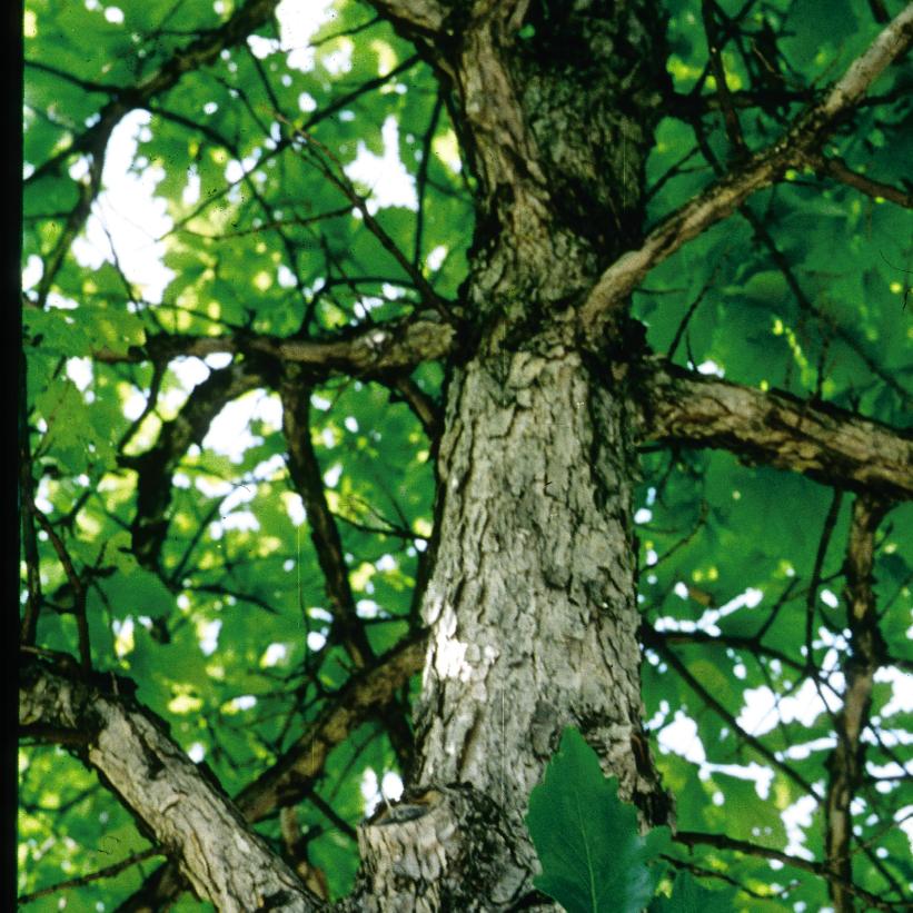 Swamp White Oak