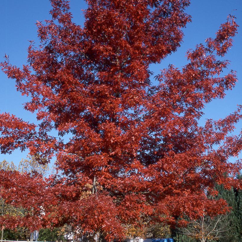 Scarlet Oak