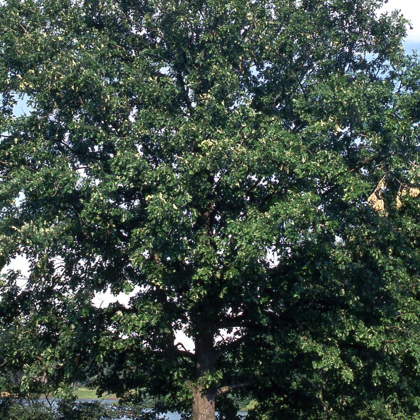 Burr Oak